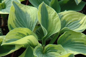 Hosta___Mama_Mia_50cef6a684c0f.jpg